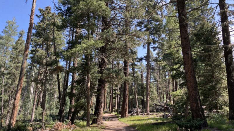 San Gregorio Lake Trail - La Jara, NM