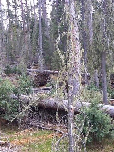 San Gregorio Lake Trail - La Jara, NM