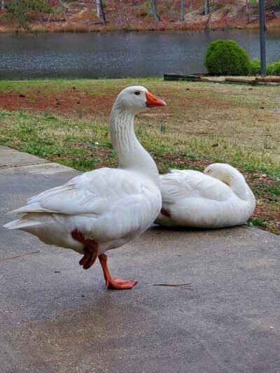 Tilghman Lake Park - La Plata, MD