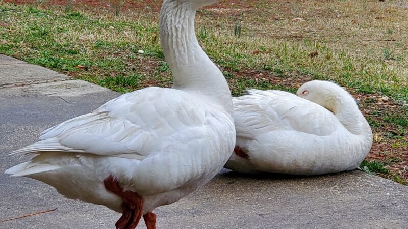 Tilghman Lake Park - La Plata, MD