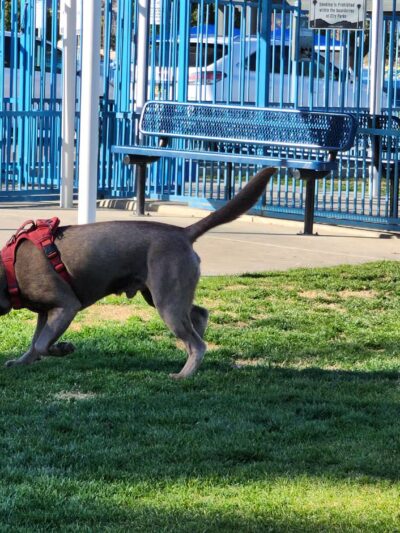 Fritz Burns Dog Park - La Quinta, CA
