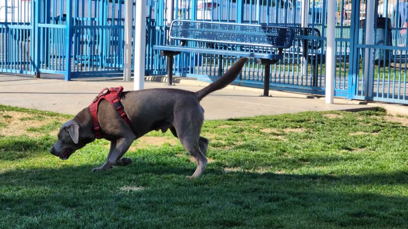 Fritz Burns Dog Park - La Quinta, CA