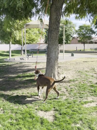 Pioneer Dog Park - La Quinta, CA