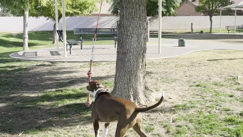 Pioneer Dog Park - La Quinta, CA