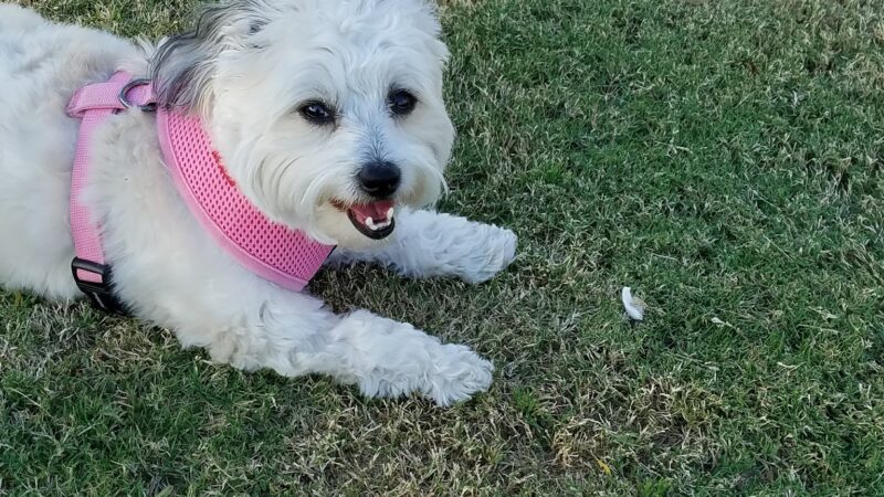 Pioneer Dog Park - La Quinta, CA