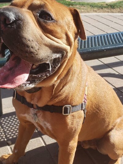 Pioneer Dog Park - La Quinta, CA