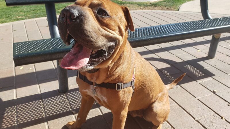 Pioneer Dog Park - La Quinta, CA