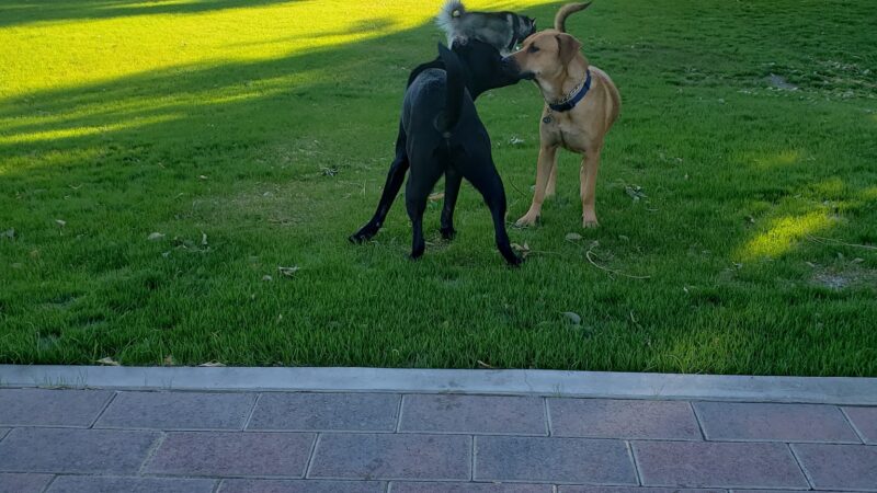 Pioneer Dog Park - La Quinta, CA