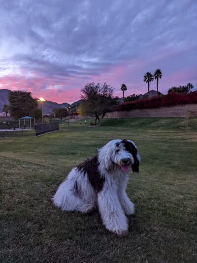 Seasons Dog Park - La Quinta, CA