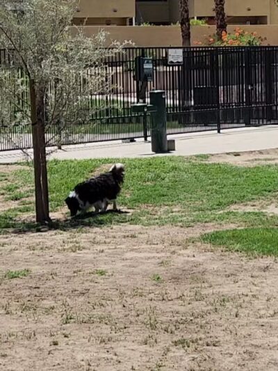 Seasons Dog Park - La Quinta, CA