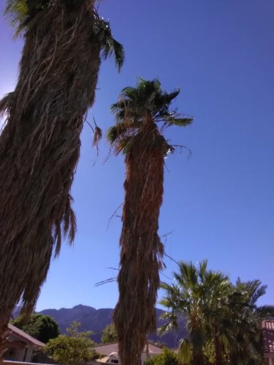 Seasons Dog Park - La Quinta, CA