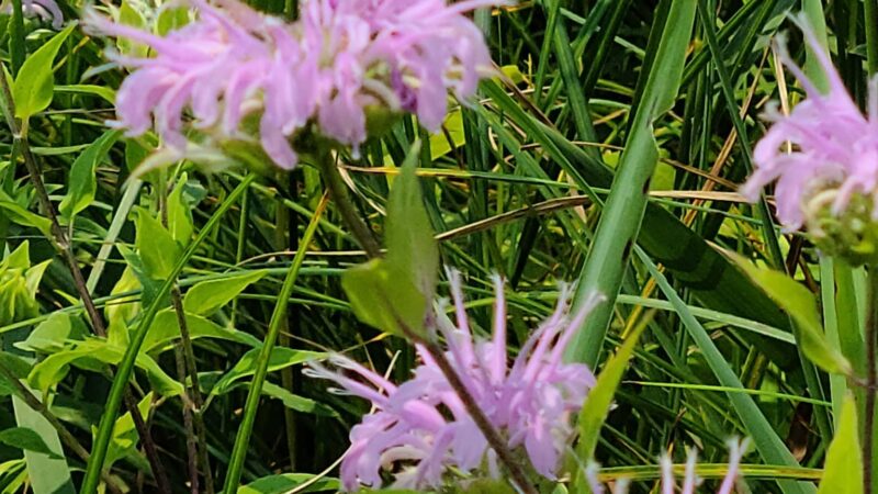 Lake Iowa Park (Iowa County Conservation) - Ladora, IA