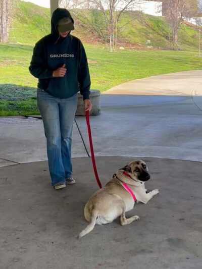 Lady's Elite K-9 Training - ,