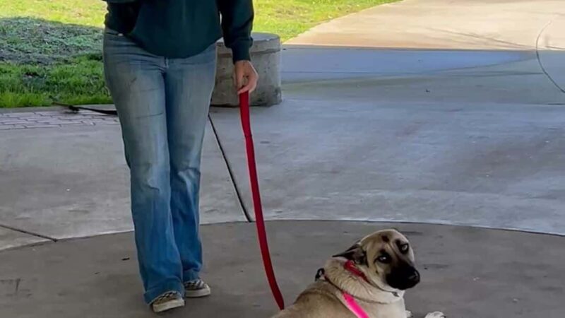 Lady's Elite K-9 Training - ,