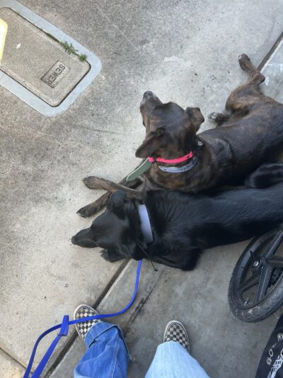 Lady's Elite K-9 Training - ,