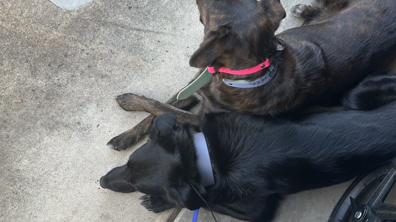 Lady's Elite K-9 Training - ,