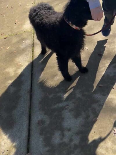 Lady's Elite K-9 Training - ,