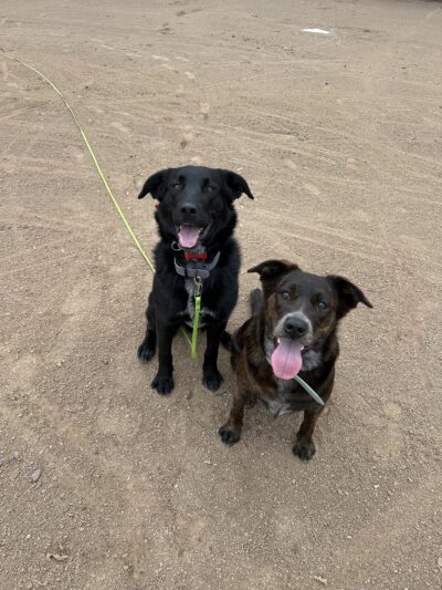 Lady's Elite K-9 Training - ,