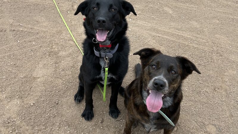 Lady's Elite K-9 Training - ,