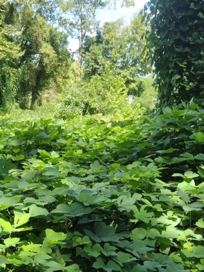 Walking Trail - LaFollette, TN