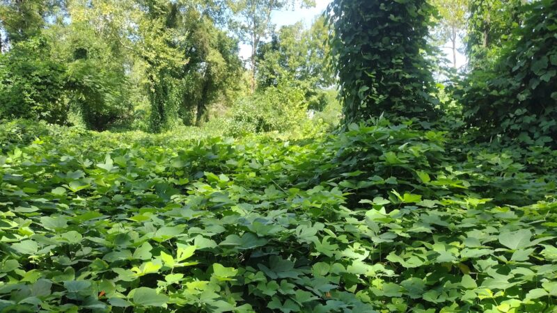 Walking Trail - LaFollette, TN