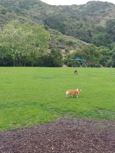 Laguna Beach Dog Park - Laguna Beach, CA