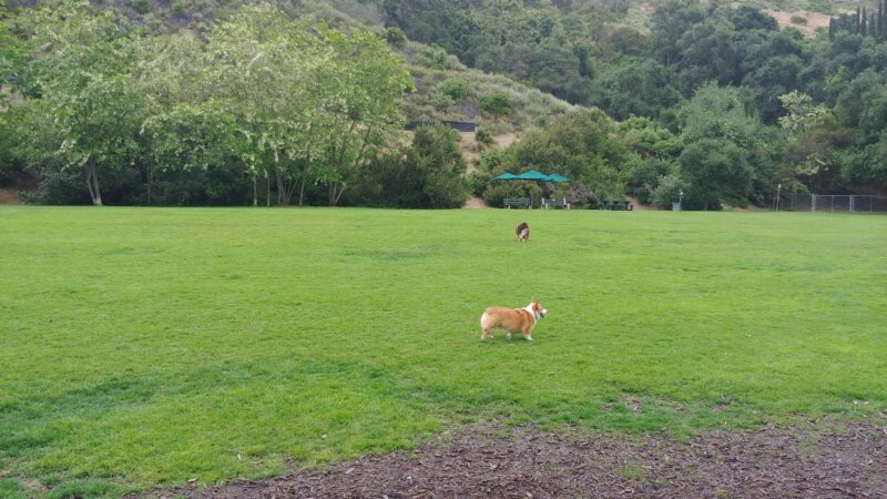 Laguna Beach Dog Park - Laguna Beach, CA