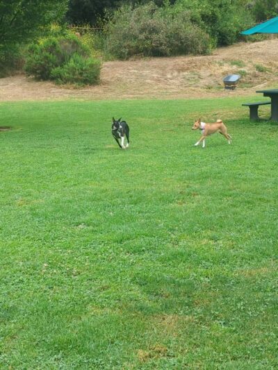 Laguna Beach Dog Park - Laguna Beach, CA