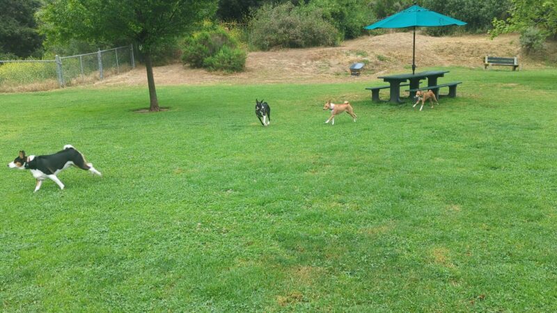 Laguna Beach Dog Park - Laguna Beach, CA
