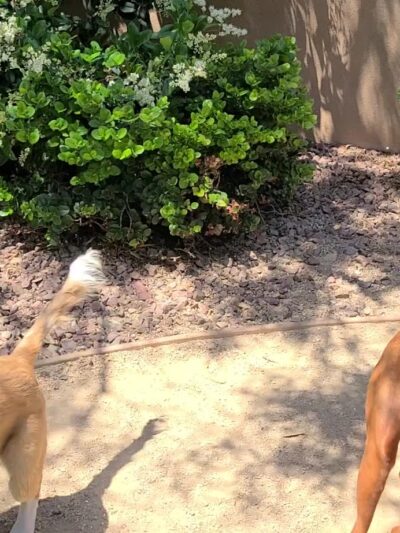 Laguna Woods Dog Park - Laguna Woods, CA