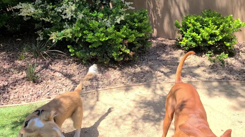 Laguna Woods Dog Park - Laguna Woods, CA