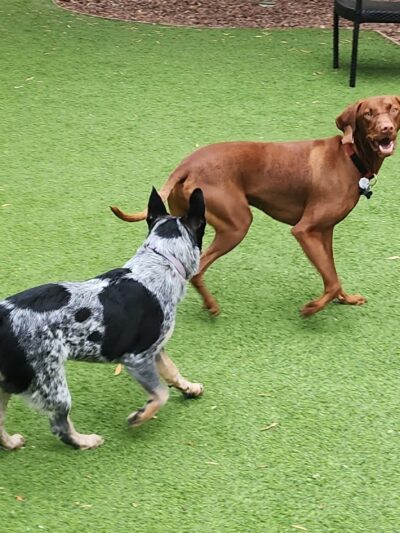 Laguna Woods Dog Park - Laguna Woods, CA