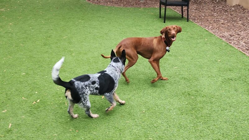 Laguna Woods Dog Park - Laguna Woods, CA