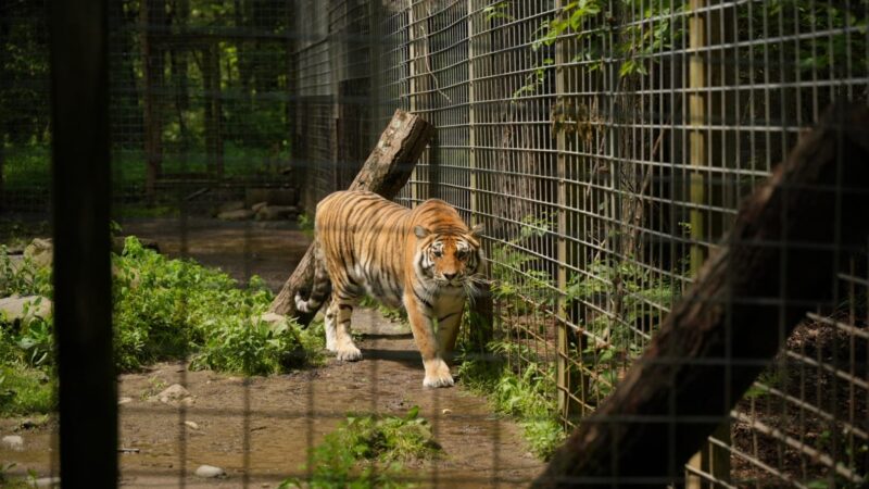 Claws 'N' Paws Wild Animal Park - Lake Ariel, PA