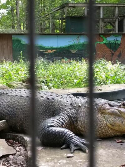 Claws 'N' Paws Wild Animal Park - Lake Ariel, PA