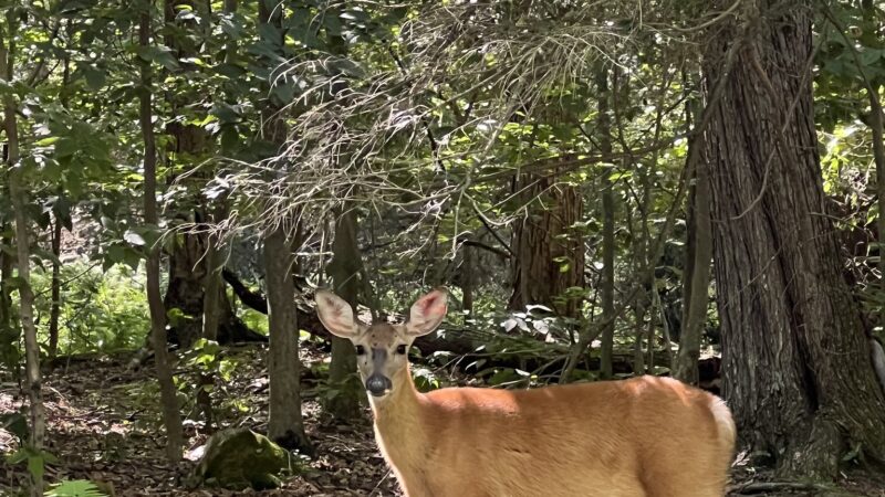 Secluded Acres Campground - Lake Ariel, PA