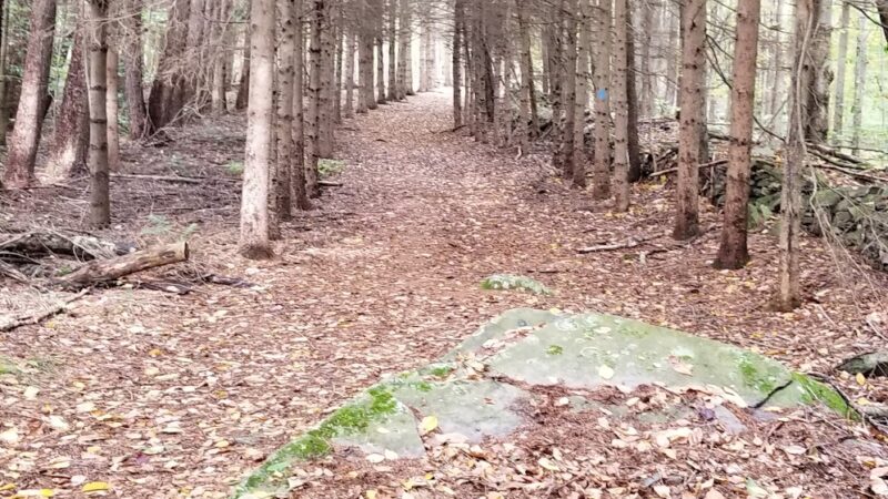 Varden Conservation Area Tannery Tract - Lake Ariel, PA
