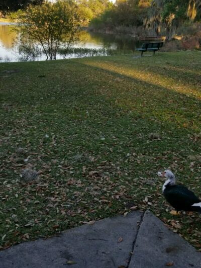 Isabella Park - Lake City, FL
