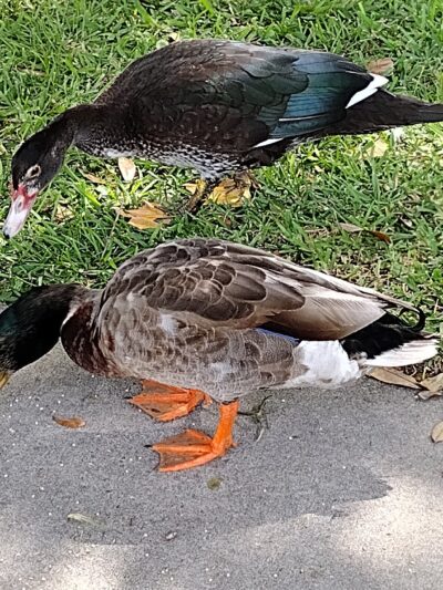 Isabella Park - Lake City, FL