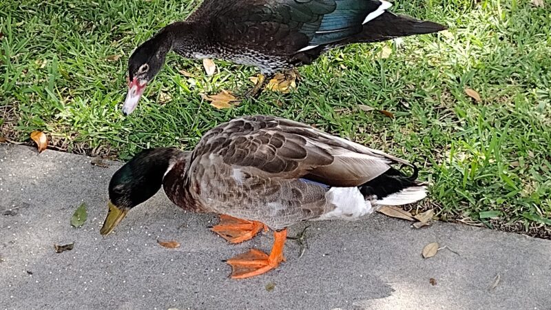 Isabella Park - Lake City, FL