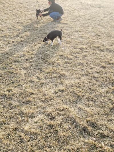 Lake Crystal Dog Park - Lake Crystal, MN