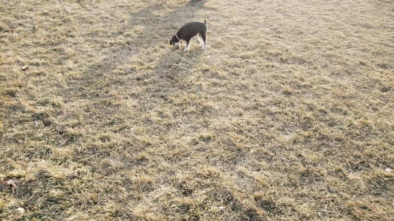 Lake Crystal Dog Park - Lake Crystal, MN