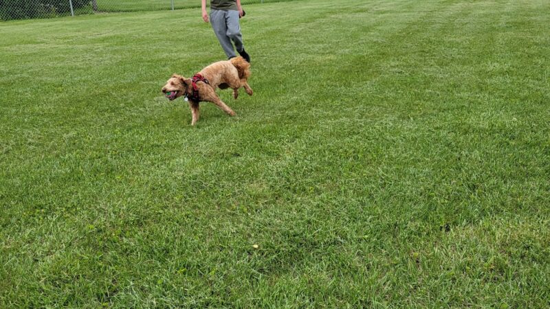 Lake Crystal Dog Park - Lake Crystal, MN