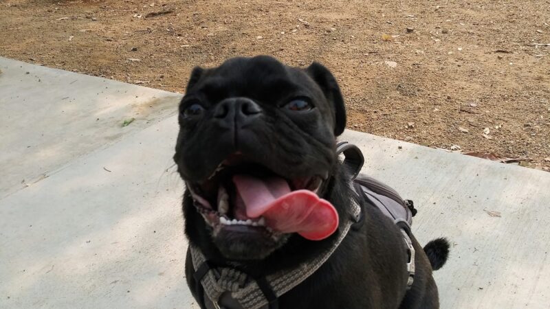 Serenity Dog Park - Lake Elsinore, CA