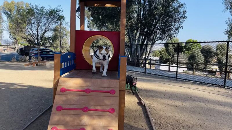 Serenity Dog Park - Lake Elsinore, CA