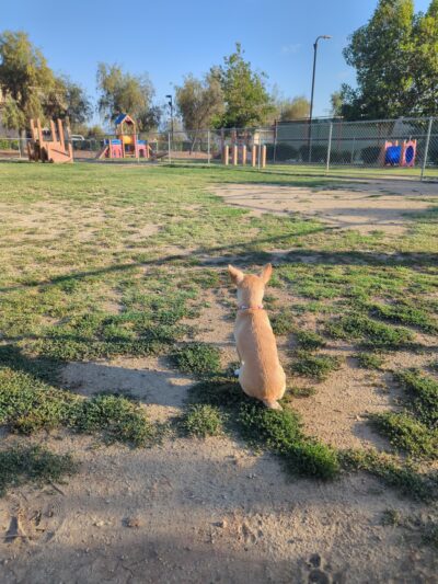 Rosetta Dog park - Lake Elsinore, CA
