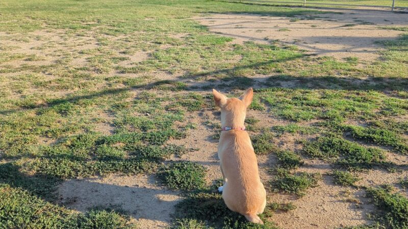 Rosetta Dog park - Lake Elsinore, CA