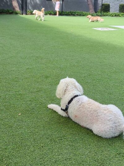 Barker Ranch Dog Park - Lake Forest, CA