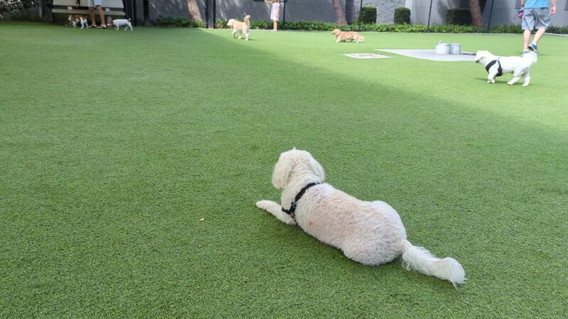 Barker Ranch Dog Park - Lake Forest, CA