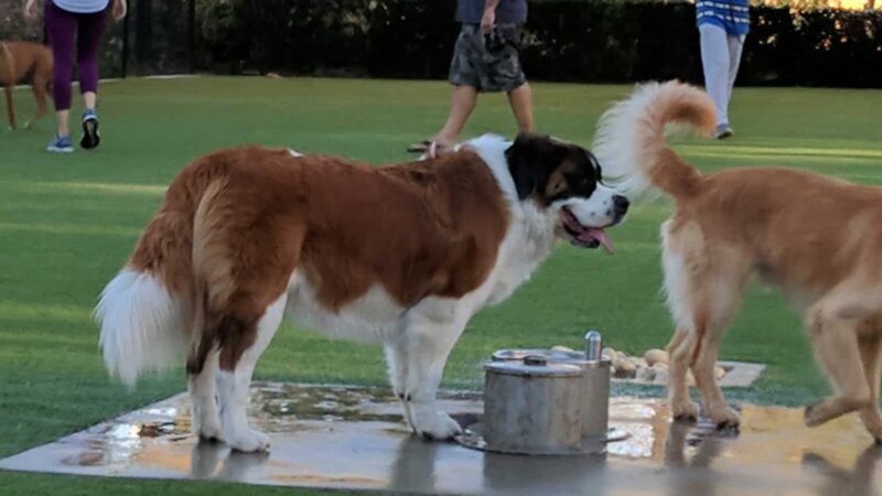 Barker Ranch Dog Park - Lake Forest, CA
